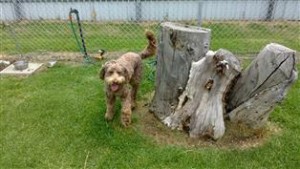 a happy dog in a dog park