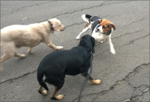 dog behavior problems anxiety