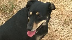 seperation anxiety dog