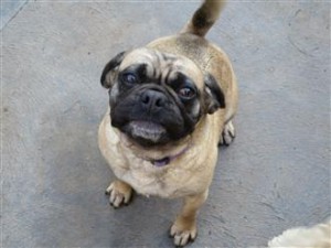 dog behavior house training