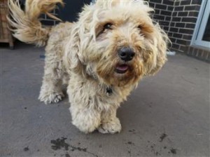 dog chase mechanism prevention