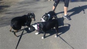 dog behavior neediness dependence