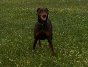 doberman dog a very independent dog