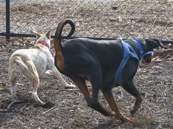protective dogs dog behavior