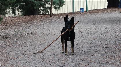 dog with stick too